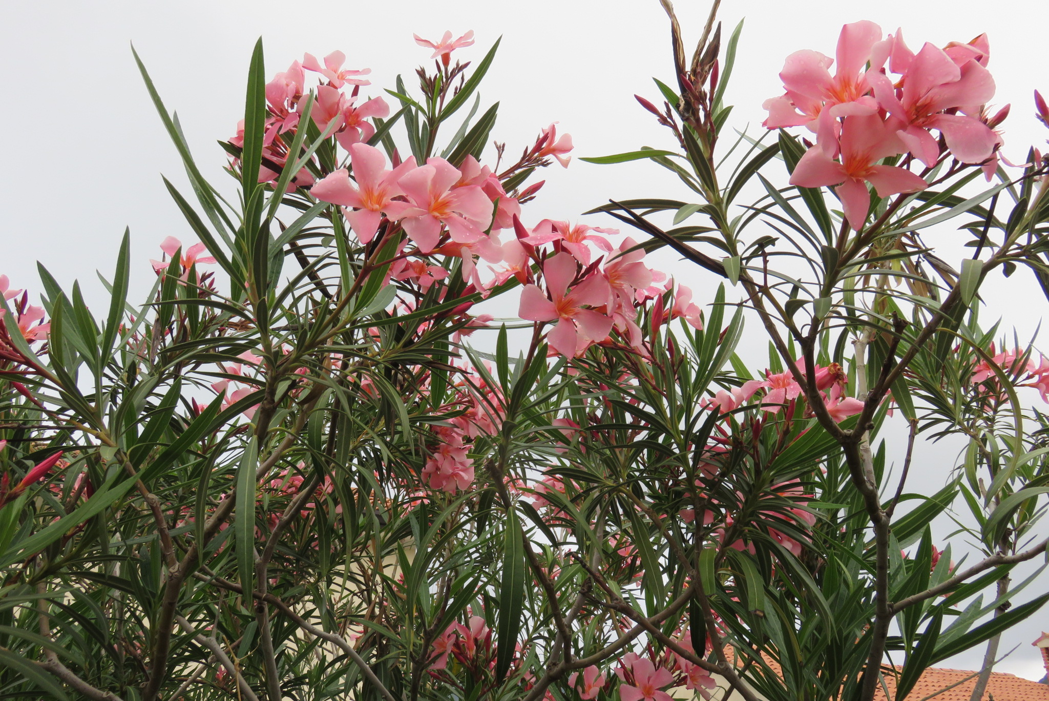 Oleander - Klub Gaia